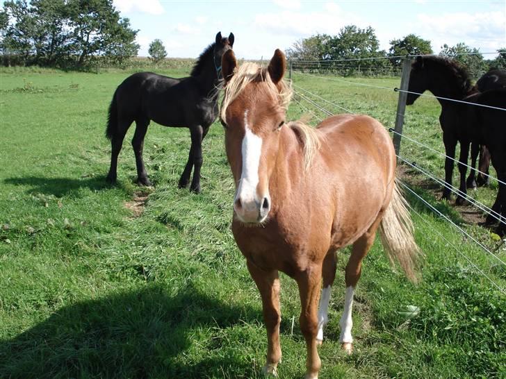 Welsh Pony (sec B) Bjerregårds Fighter(Solgt billede 16