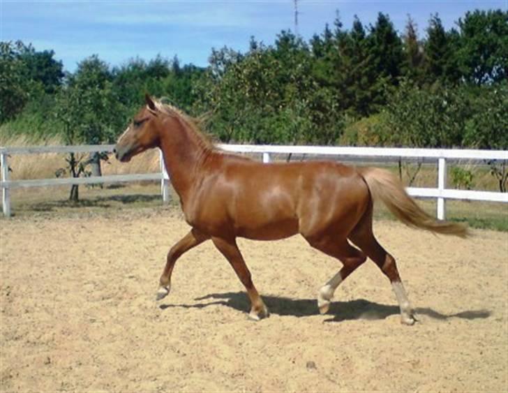 Welsh Pony (sec B) Bjerregårds Fighter(Solgt billede 17