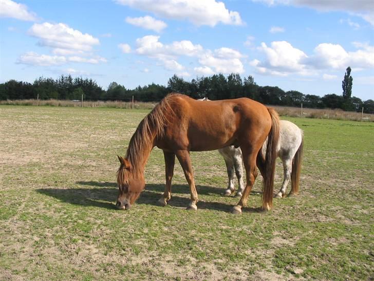 Anden særlig race avelon "solgt" billede 7