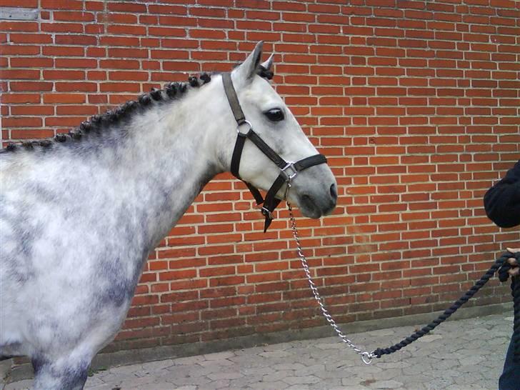 Anden særlig race Dino *solgt* - dagen før mit første stævne på ham billede 1