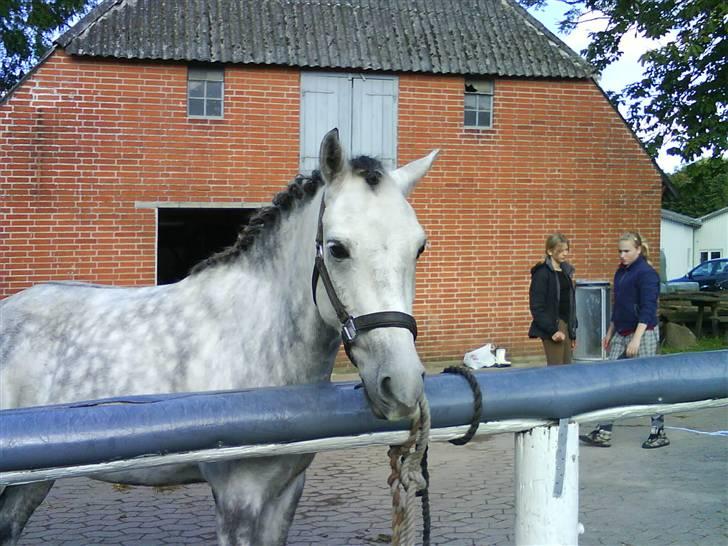 Anden særlig race Dino *solgt* - lige da jeg skulle til at sadle op til stævnet billede 5