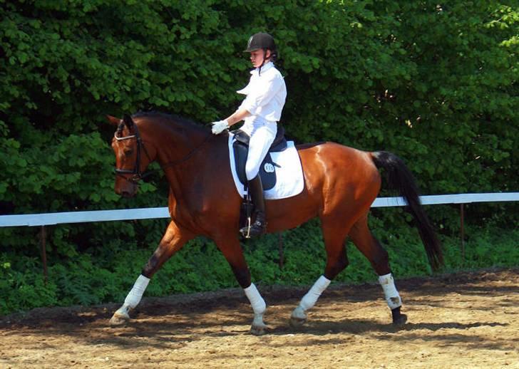 Trakehner Hiohito - Smukke Hio på opvarmningen C-stævne Davinde d. 31.5.09 Af Karina billede 2