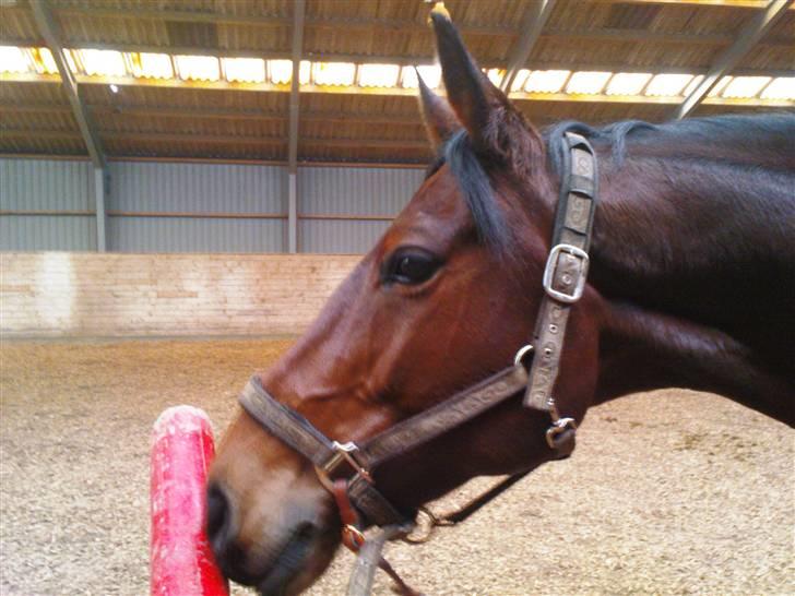 Trakehner Hiohito - Hio snuser til den FARLIIGE bom xD Hygge dag i ridehuset billede 3