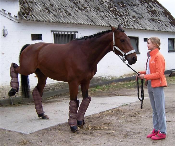 Trakehner Hiohito - EEEEW, FÅ DE TINGESTER AF MIT BEN!!!!! billede 4