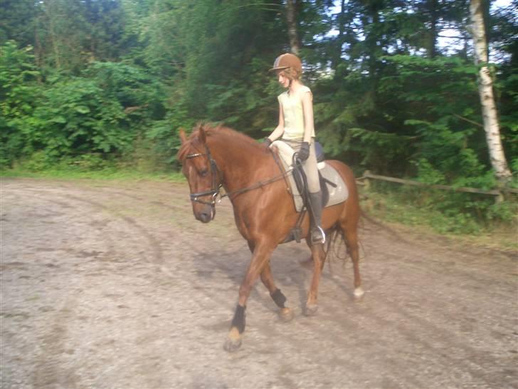 DSP zeus<3 (min egen) - han er så dejlig foto: mor billede 10