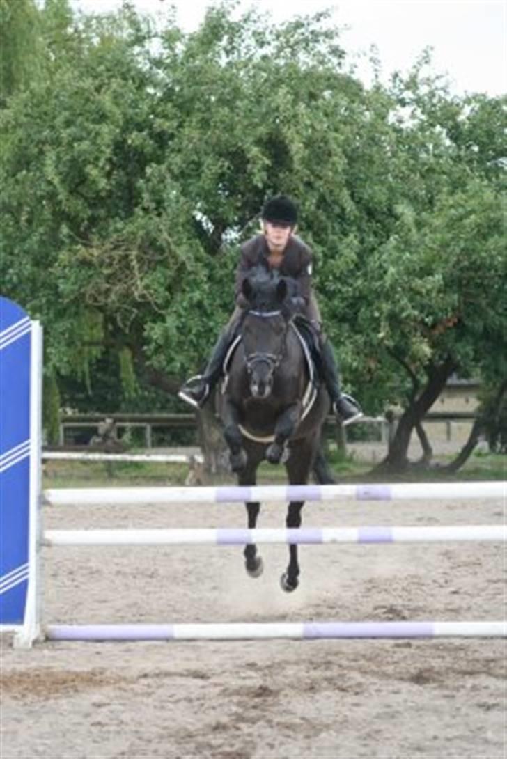 Tysk Sportspony Petit Cyrenaika solgt billede 17