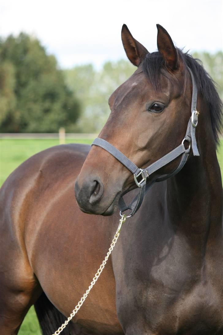 Dansk Varmblod Lykkesborgs Sydney  - Velkommen til smukke Sydney´s profil! :D Giv gerne en bedømmelse og kommentar .. :) Foto: Crillo billede 1
