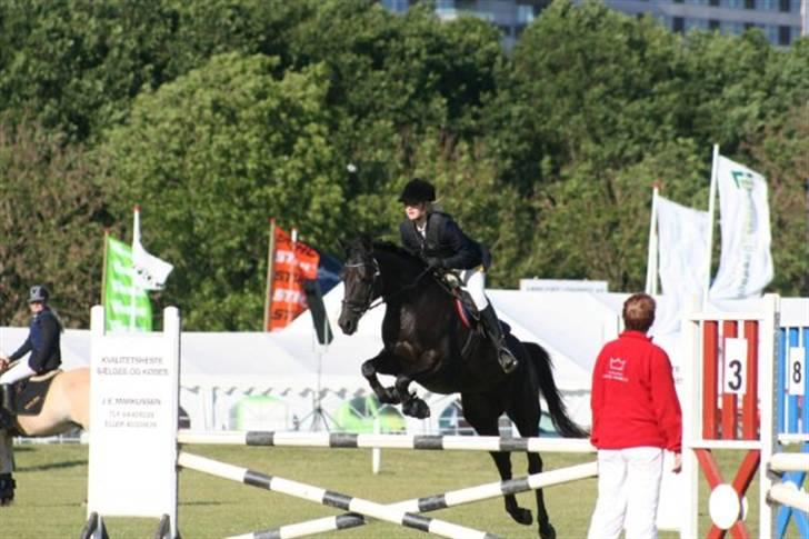 Tysk Sportspony Petit Cyrenaika solgt billede 18