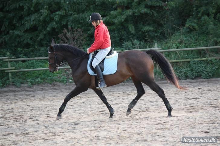 Dansk Varmblod Lykkesborgs Sydney  - hihi, vi skal nok blive bedre xD .. Foto: Crillo billede 4