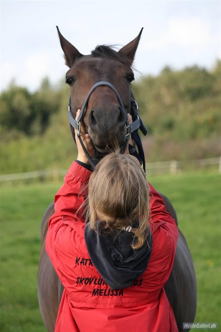 Dansk Varmblod Lykkesborgs Sydney  - Nåååe <3 Foto: Crillo billede 6