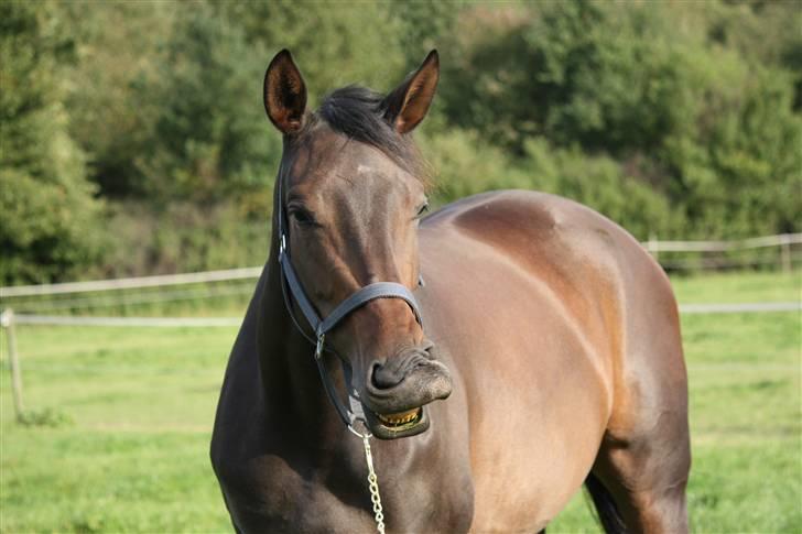 Dansk Varmblod Lykkesborgs Sydney  - NÅÅÅÅÅÅÅR HUN KAN SMILE! <3 Foto: Crillo billede 7