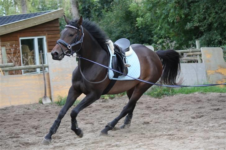 Dansk Varmblod Lykkesborgs Sydney  - Sydney <3 Foto: Crillo billede 8