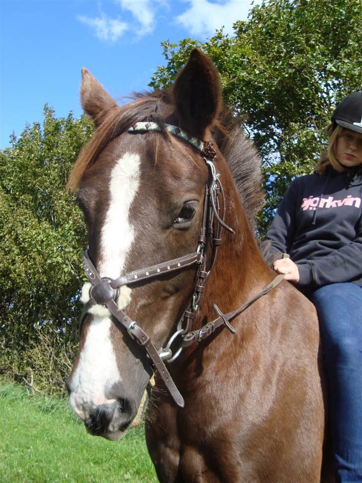 Anden særlig race Irish image SOLGT :'( billede 14