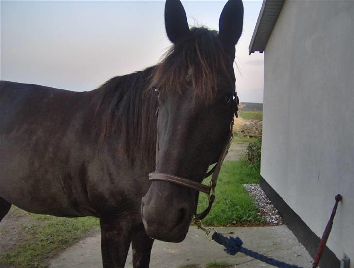 Traver gutta bee # R.I.P # - er lige blevet at sadle af billede 1