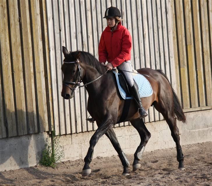 Dansk Varmblod Lykkesborgs Sydney  - Vi rider :) Foto: Crillo billede 11