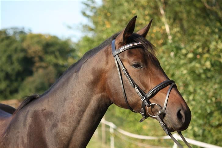 Dansk Varmblod Lykkesborgs Sydney  - Sydney kigger ;) Foto: Crillo billede 12