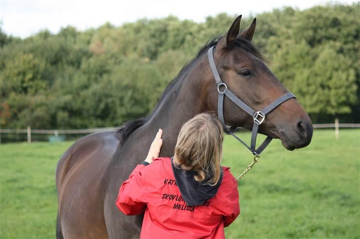 Dansk Varmblod Lykkesborgs Sydney  - Dejlige Sydney .. Foto: Crillo billede 13