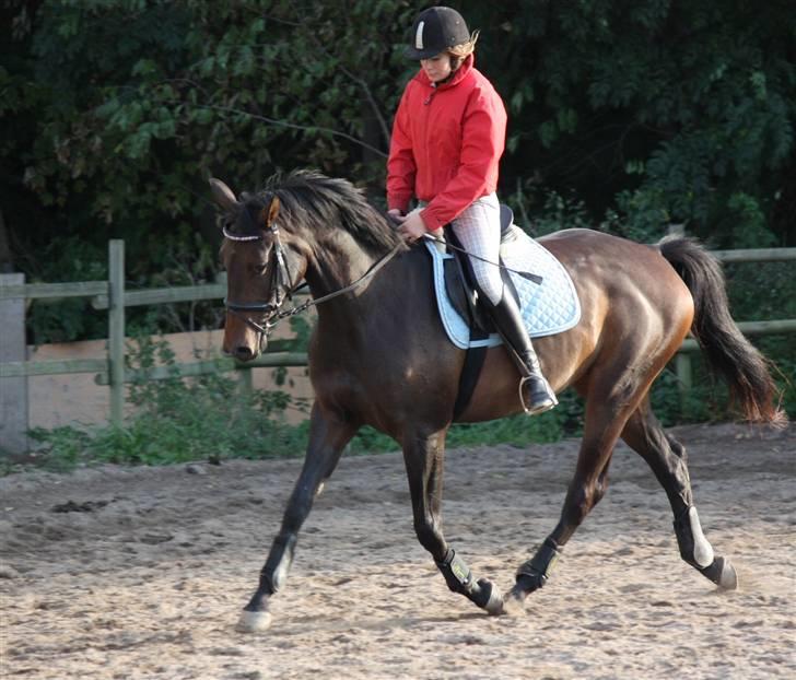 Dansk Varmblod Lykkesborgs Sydney  - Vi rider.. Foto: Crillo billede 14