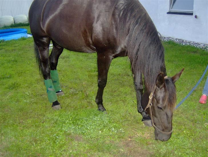 Traver gutta bee # R.I.P # - får lidt græs efter en dejlig ridetur  billede 4