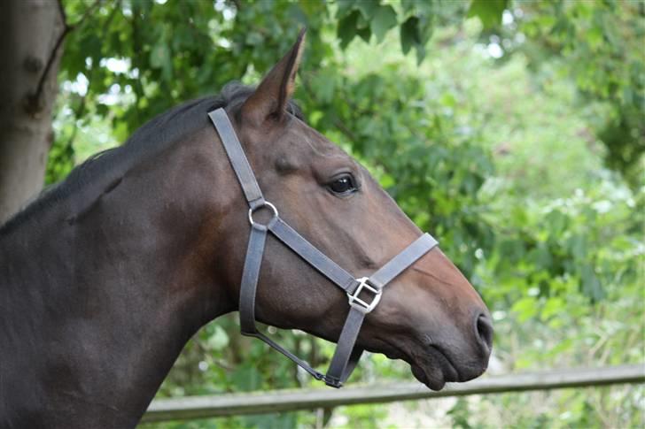 Dansk Varmblod Lykkesborgs Sydney  - Smukke Sydney <3 Foto: Crillo billede 16