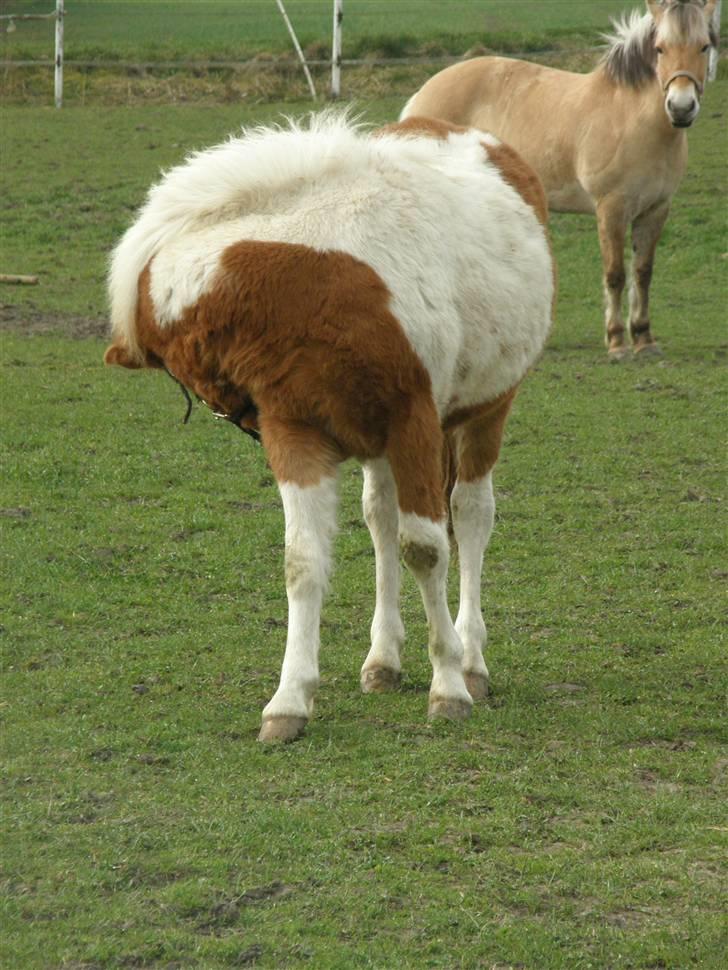 Anden særlig race Zibo billede 13