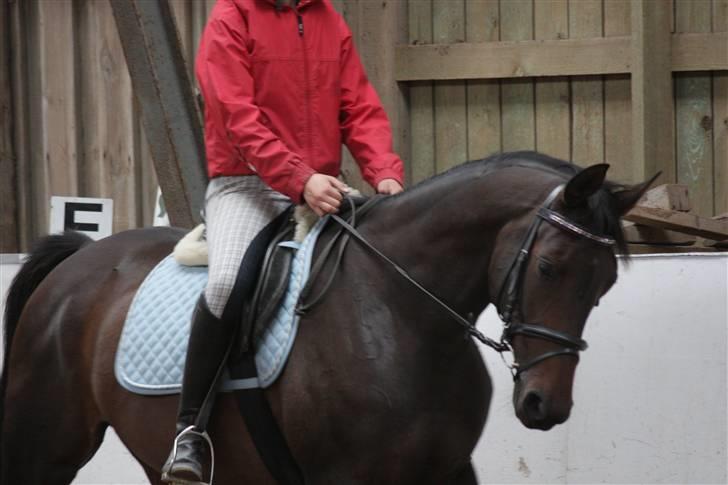 Dansk Varmblod Lykkesborgs Sydney  - Cindy :) Foto: Crillo billede 17