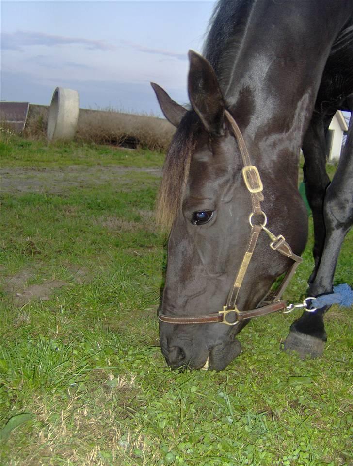 Traver gutta bee # R.I.P # - mere græs ( hun elsker det bare ) billede 6