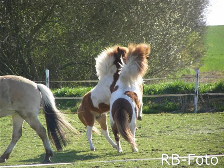 Anden særlig race Zibo billede 16
