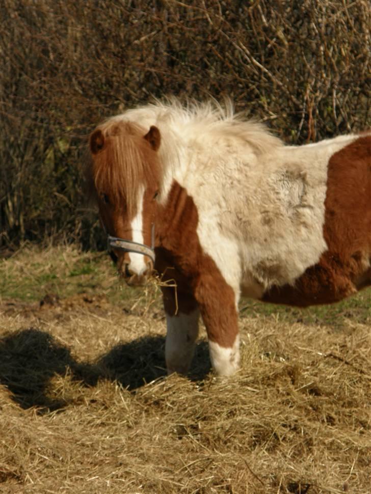 Anden særlig race Zibo - min dejlige hingst i April 2010! <3 billede 17