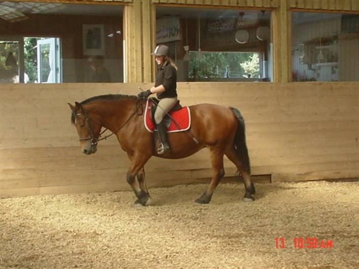 Anden særlig race Tulle *Gammel part* billede 13