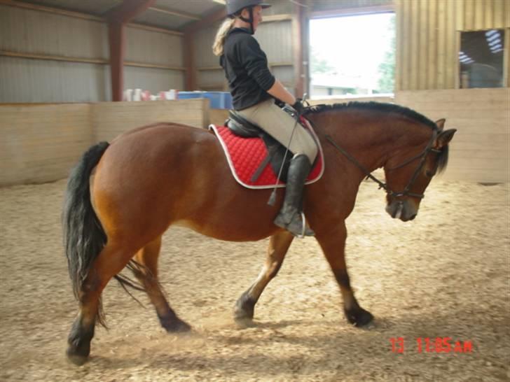 Anden særlig race Tulle *Gammel part* billede 14