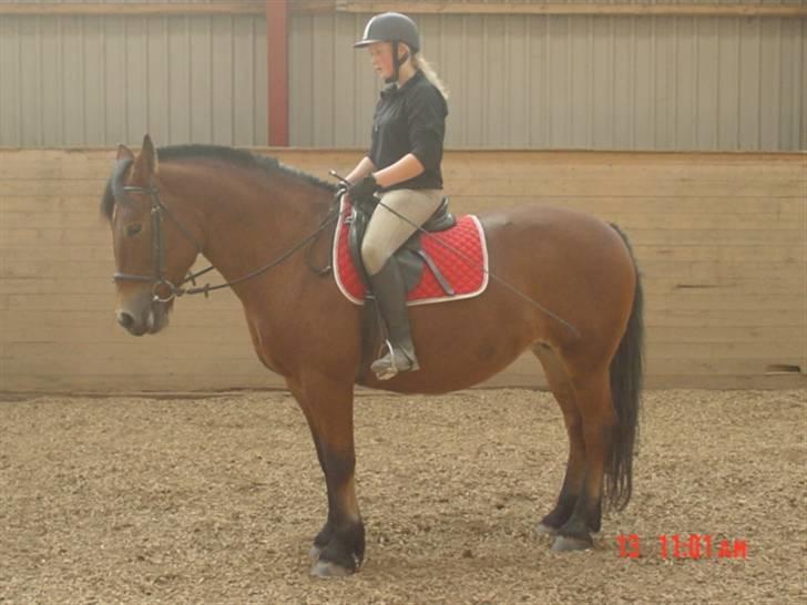 Anden særlig race Tulle *Gammel part* billede 15