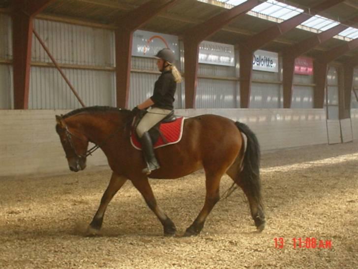 Anden særlig race Tulle *Gammel part* billede 17