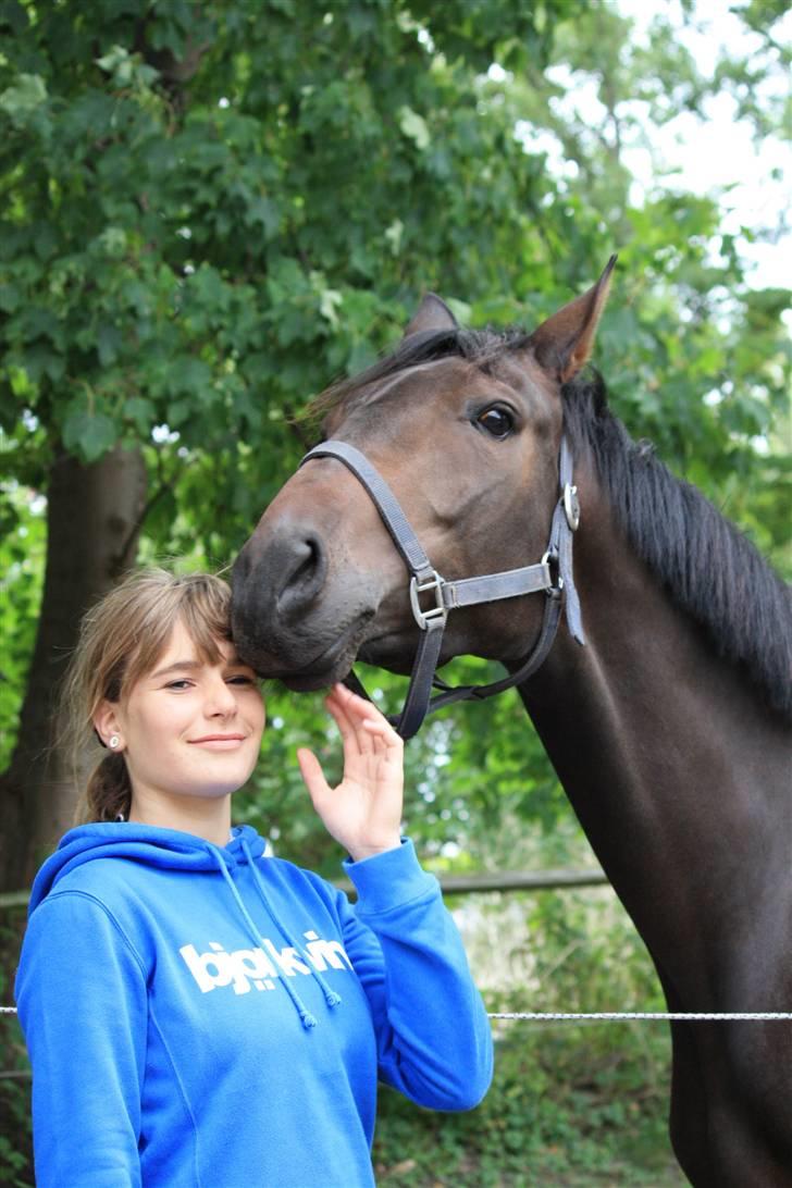 Dansk Varmblod Lykkesborgs Sydney  - Søde Sydney <3 Foto: Crillo billede 18