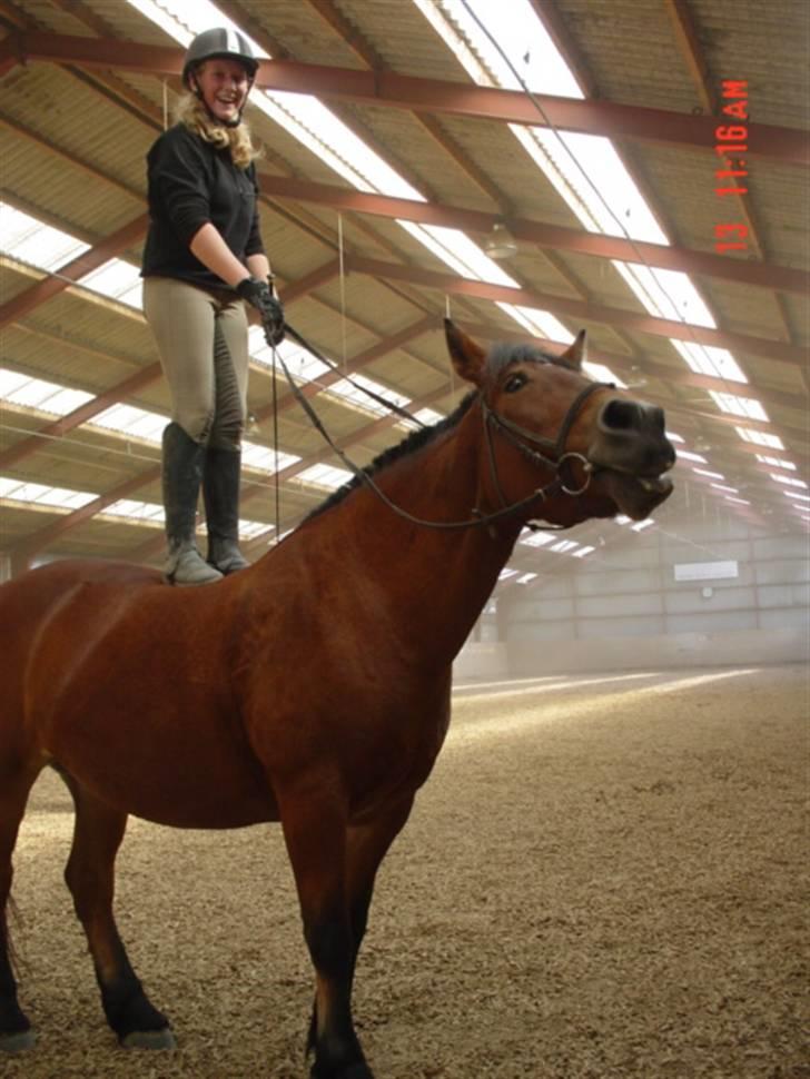 Anden særlig race Tulle *Gammel part* billede 18