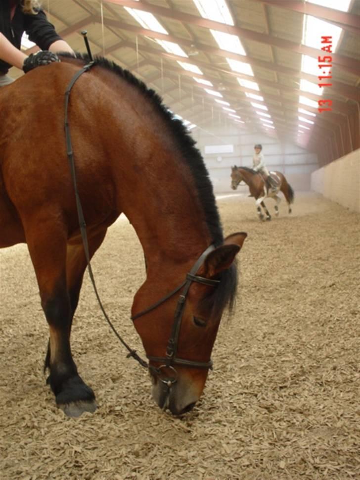 Anden særlig race Tulle *Gammel part* billede 19