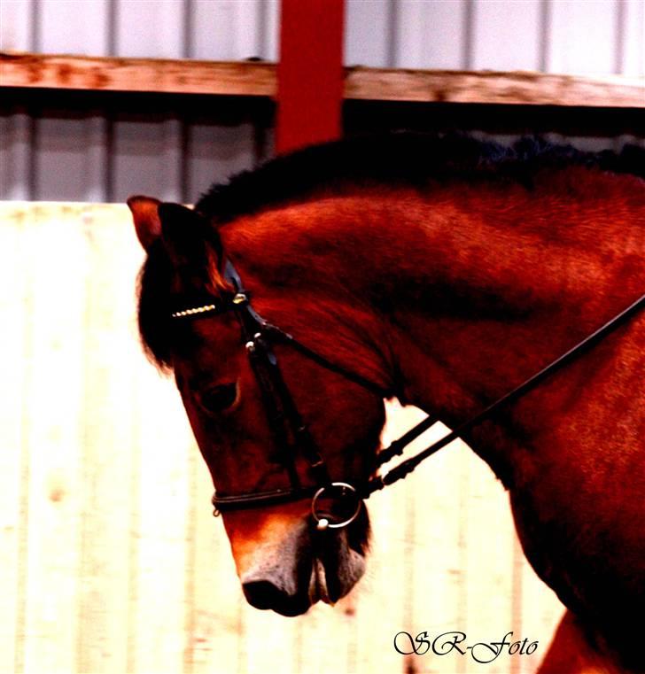 Anden særlig race Tulle *Gammel part* - Nyt! billede 20