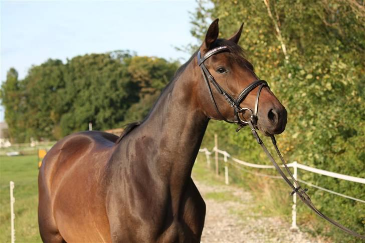 Dansk Varmblod Lykkesborgs Sydney  - Sydney <3 :D .. Foto: Crillo billede 19