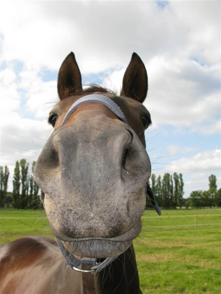 Dansk Varmblod Lykkesborgs Sydney SOLGT - NÅÅÅÅÅÅR DEJLIGE CINDY <33 :) .. Foto: mig billede 20