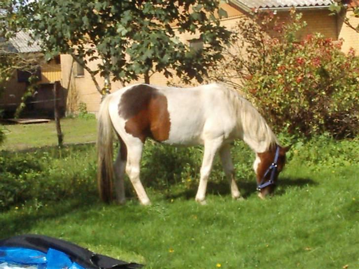 Anden særlig race Pepsie billede 8