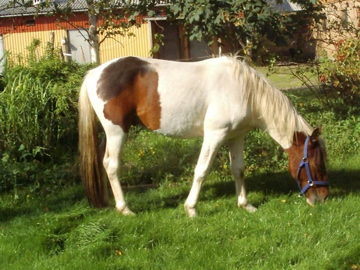Anden særlig race Pepsie billede 9