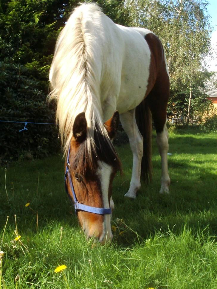 Anden særlig race Pepsie billede 11