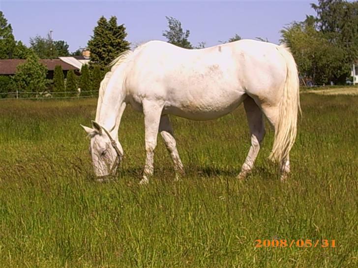 Lipizzaner Conversano Szanzaarri. Himmelhest - På sommergræs billede 1