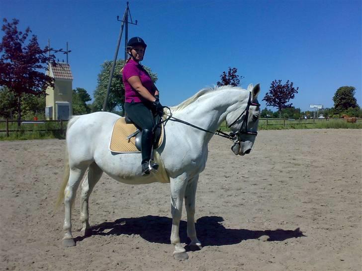 Lipizzaner Conversano Szanzaarri. Himmelhest - ridetime på banen billede 2