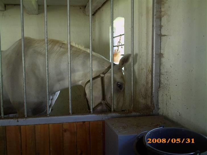 Lipizzaner Conversano Szanzaarri. Himmelhest - mums, rigtig madglad er hun også hende pigen billede 3