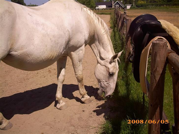 Lipizzaner Conversano Szanzaarri. Himmelhest - dejlig afslapning, efter en times dressur  billede 4