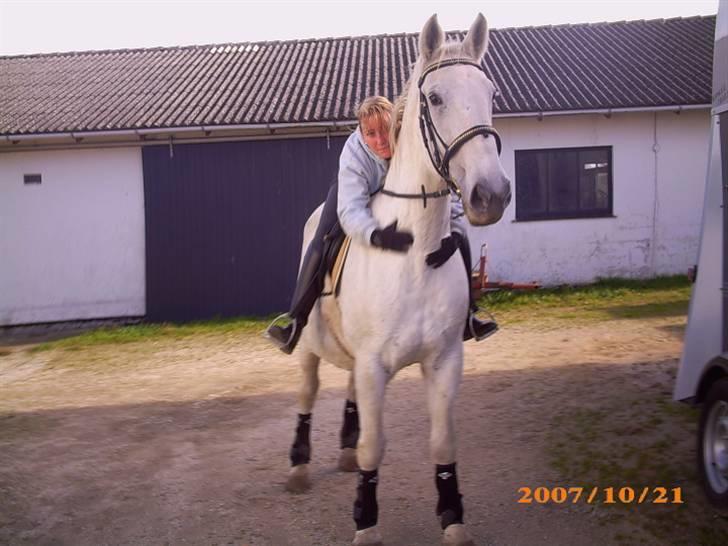 Lipizzaner Conversano Szanzaarri. Himmelhest - Mig selv og min skønne pige billede 5