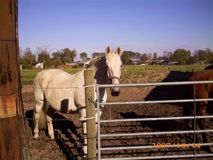 Lipizzaner Conversano Szanzaarri. Himmelhest - kommer du snart og henter mig mor ?? billede 6