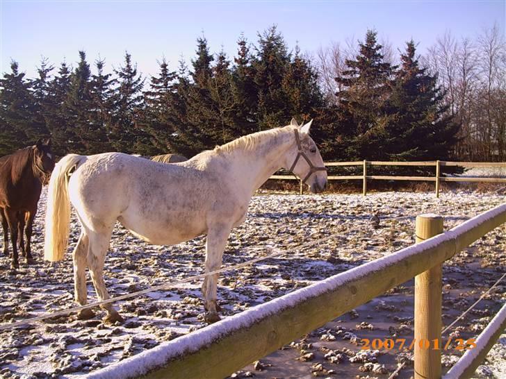 Lipizzaner Conversano Szanzaarri. Himmelhest - Szanzaarri i sneen  billede 7