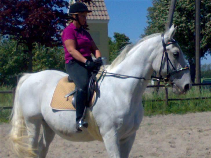 Lipizzaner Conversano Szanzaarri. Himmelhest - endnu en ridetime på banen billede 8